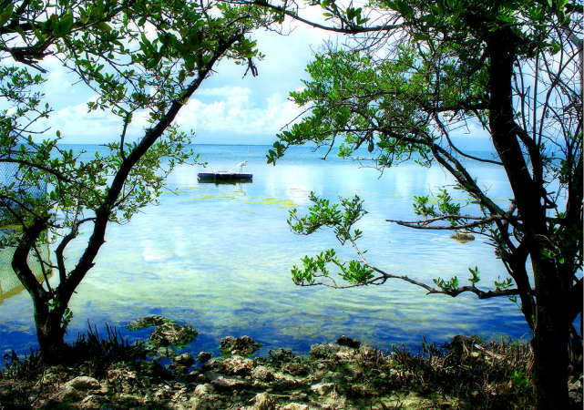 coral reef boat tour