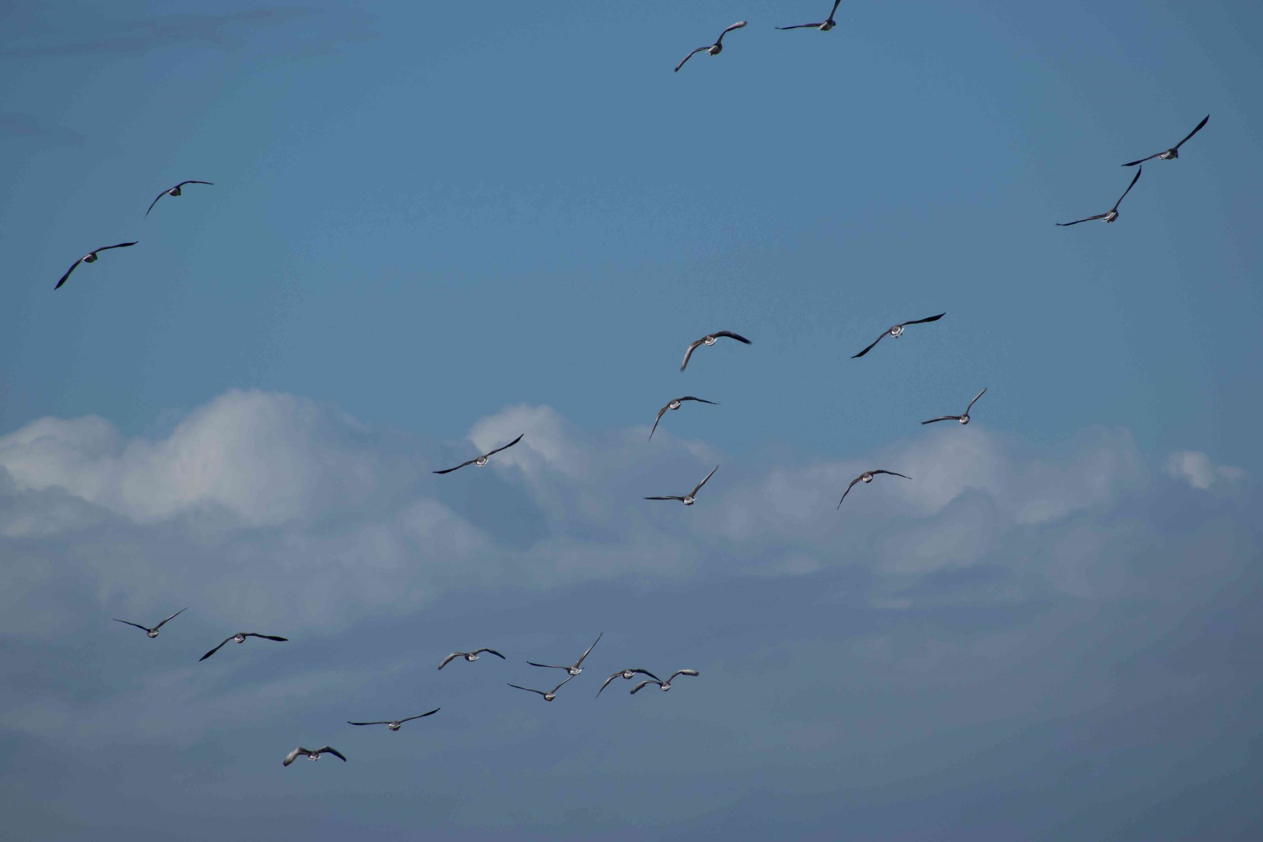 Seagulls-background-for-Birds-and-Mammals - Reef Quest Boat Tours