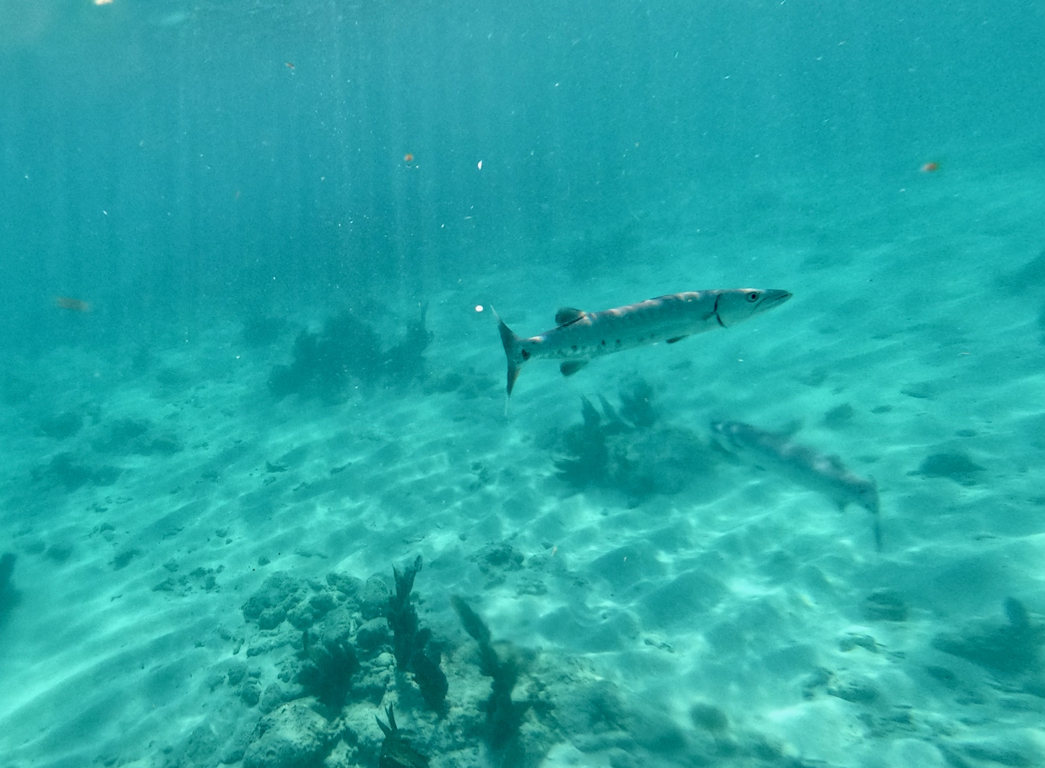 snorkeling underwater